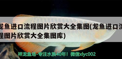 阜陽市宏花卉店