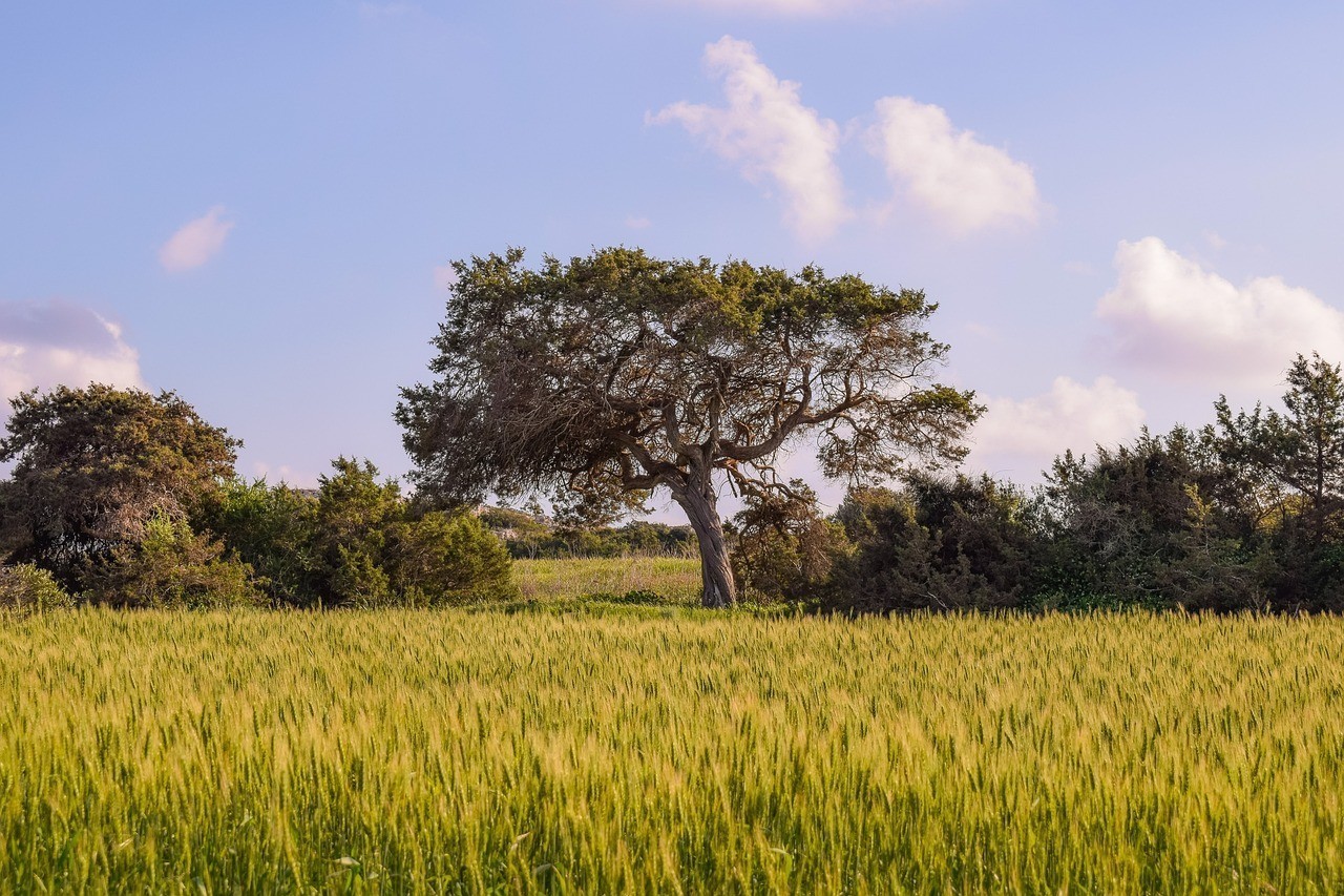 柞水縣乾佑弘宇花卉