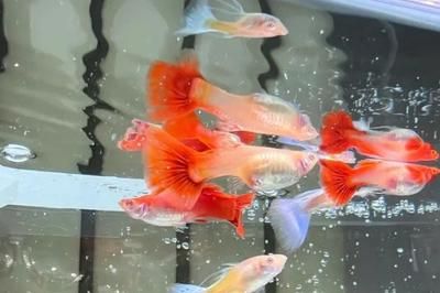 鳳尾魚多大魚缸合適養（鳳尾魚(anchovy)anchovy)黑背魚\"）