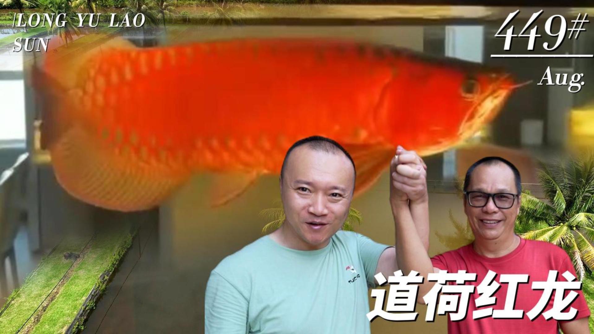 道荷紅龍是獨立品種嗎？