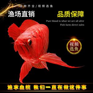 帶金龍血統的紅龍魚叫什么（每日一魚｜一條有金龍魚血統的血紅金龍魚，別樣美！）