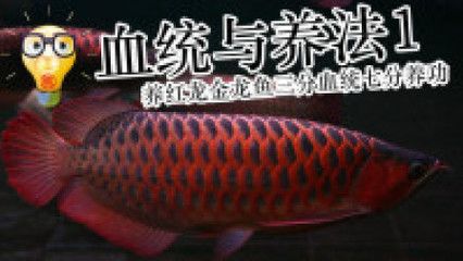 帶金龍血統的紅龍魚叫什么（每日一魚｜一條有金龍魚血統的血紅金龍魚，別樣美！）