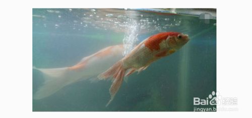 魚缸魚眼發白怎么辦，如何預防魚眼發白魚缸水質檢測方法