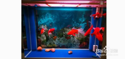 魚缸魚眼發白怎么辦，如何預防魚眼發白魚缸水質檢測方法