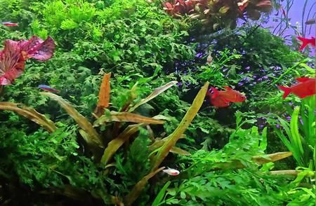 魚缸環境穩定性維護技巧：如何維護魚缸環境的穩定性