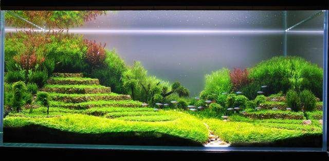 魚缸環境穩定性維護技巧：如何維護魚缸環境的穩定性