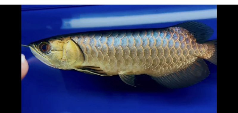 藍底過背金龍魚多久發色