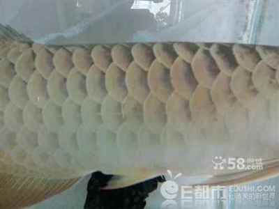 極品藍底過背金龍魚：極品藍底過背金龍魚是一種形態美麗、飼養獨特且具有飼養難度