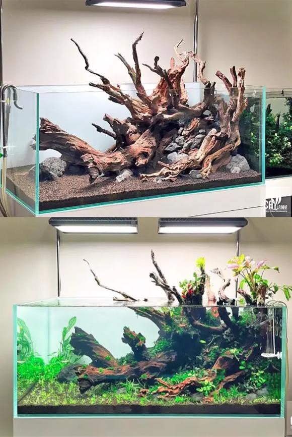 養(yǎng)龍魚用沉木到底好不好呢圖片