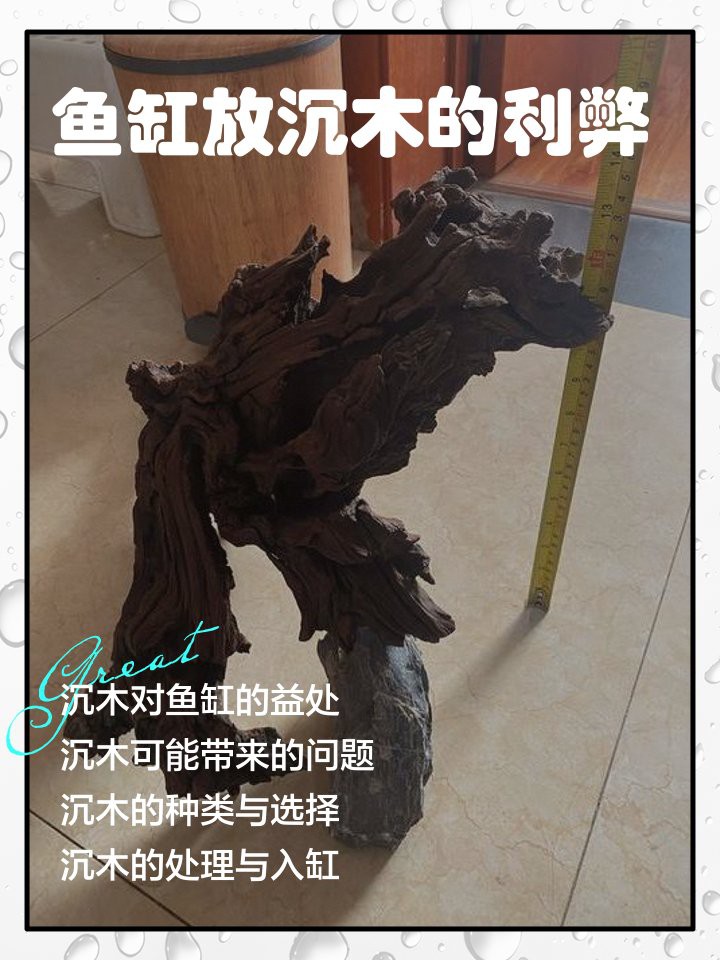 養(yǎng)龍魚用沉木到底好不好呢圖片