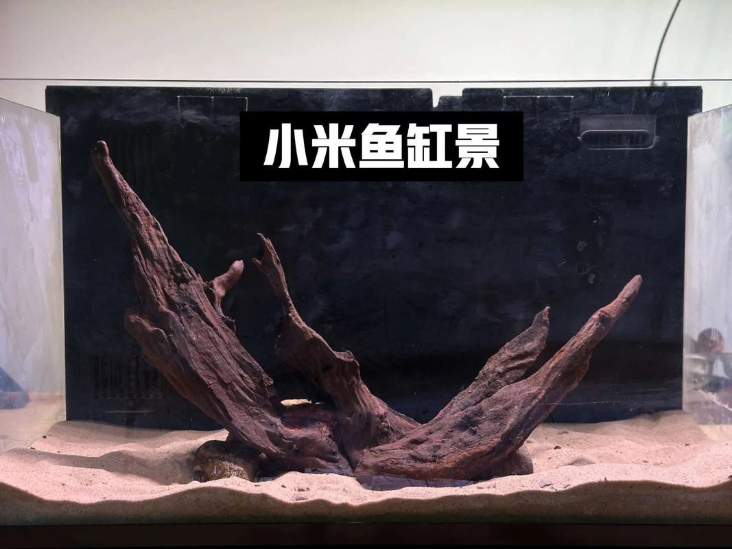 養(yǎng)龍魚用沉木到底好不好呢圖片
