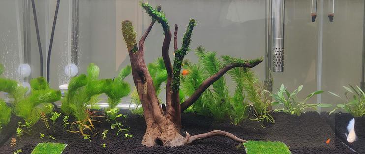 養(yǎng)龍魚用沉木到底好不好呢圖片