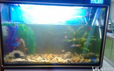 魚缸生化濾材更換周期：如何判斷魚缸生化濾材的更換周期 魚缸生化濾材更換周期：如何判斷魚缸生化濾材的更換周期 魚缸百科 第5張