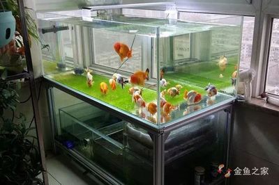 魚缸生化濾材更換周期：如何判斷魚缸生化濾材的更換周期 魚缸生化濾材更換周期：如何判斷魚缸生化濾材的更換周期 魚缸百科 第3張