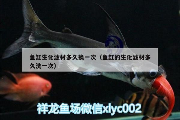 魚缸生化濾材更換周期：如何判斷魚缸生化濾材的更換周期 魚缸生化濾材更換周期：如何判斷魚缸生化濾材的更換周期 魚缸百科 第2張