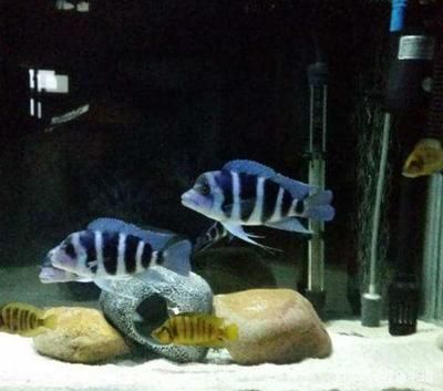 魚缸生化濾材更換周期：如何判斷魚缸生化濾材的更換周期 魚缸生化濾材更換周期：如何判斷魚缸生化濾材的更換周期 魚缸百科 第4張