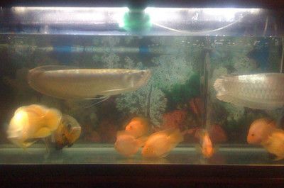 銀龍魚(yú)剛買回來(lái)可以開(kāi)燈嗎（關(guān)于銀龍魚(yú)光照需求的一些詳細(xì)信息）