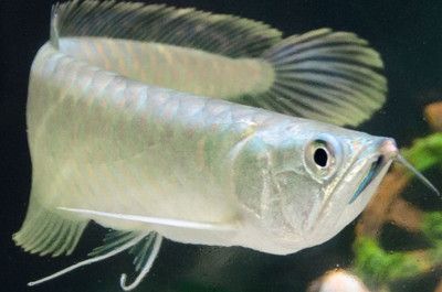銀龍魚(yú)剛買回來(lái)可以開(kāi)燈嗎（關(guān)于銀龍魚(yú)光照需求的一些詳細(xì)信息）