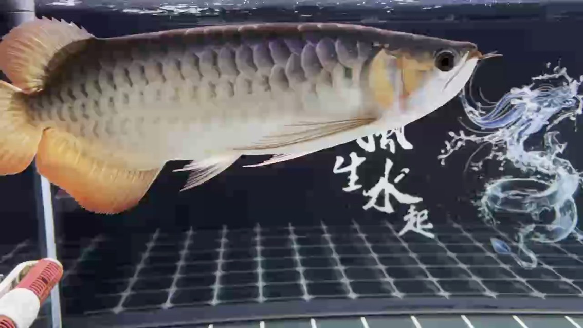 288天的狀態