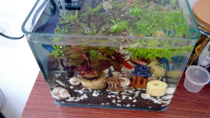 如何為孔雀龍魚選擇合適過濾器：孔雀龍魚的過濾器選擇