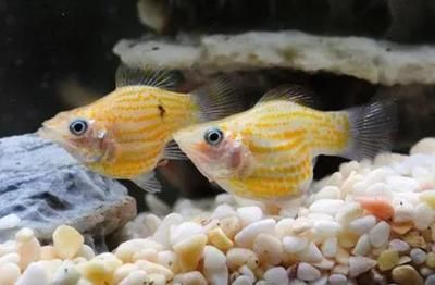 如何為孔雀龍魚選擇合適過濾器：孔雀龍魚的過濾器選擇