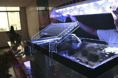 魚缸造景與燈光搭配技巧：魚缸造景與燈光搭配