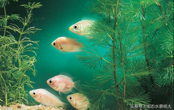 小型觀賞魚種類常見圖片：小型觀賞魚的種類及其常見圖片之前我們可以了解一些