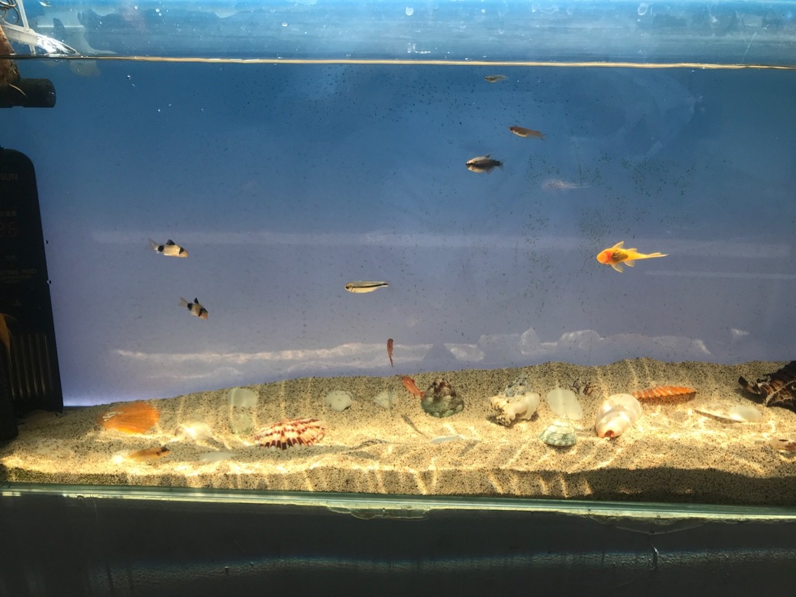 南寧市星海水族店（南寧市星海水族店地址）