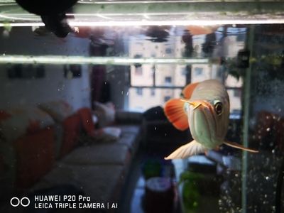 石家莊觀賞魚批發市場（石家莊觀賞魚市場價格）