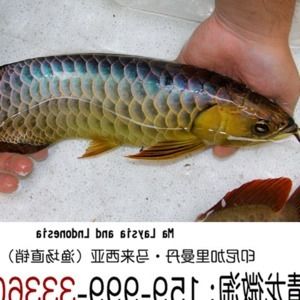 金龍魚過背和b過區別：過背金龍魚和b過金龍魚在血統、外觀特征和市場價值有所不同