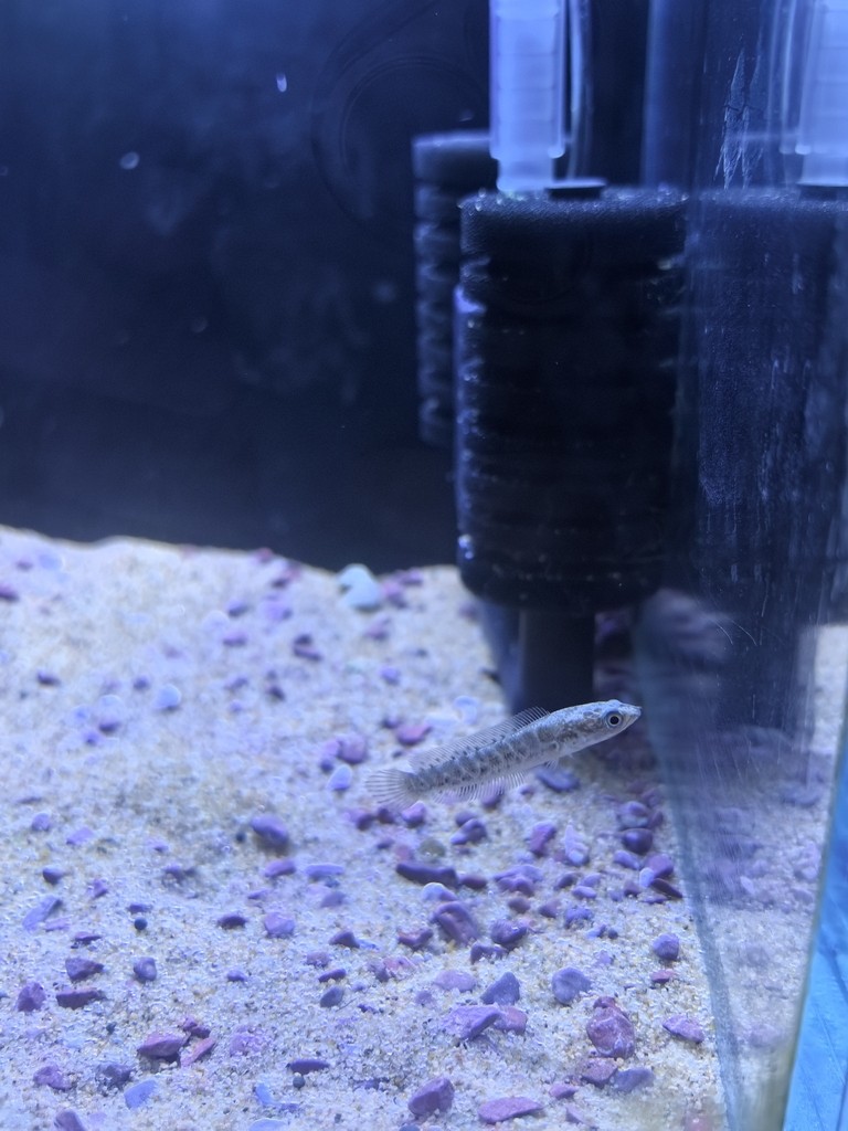 5.26