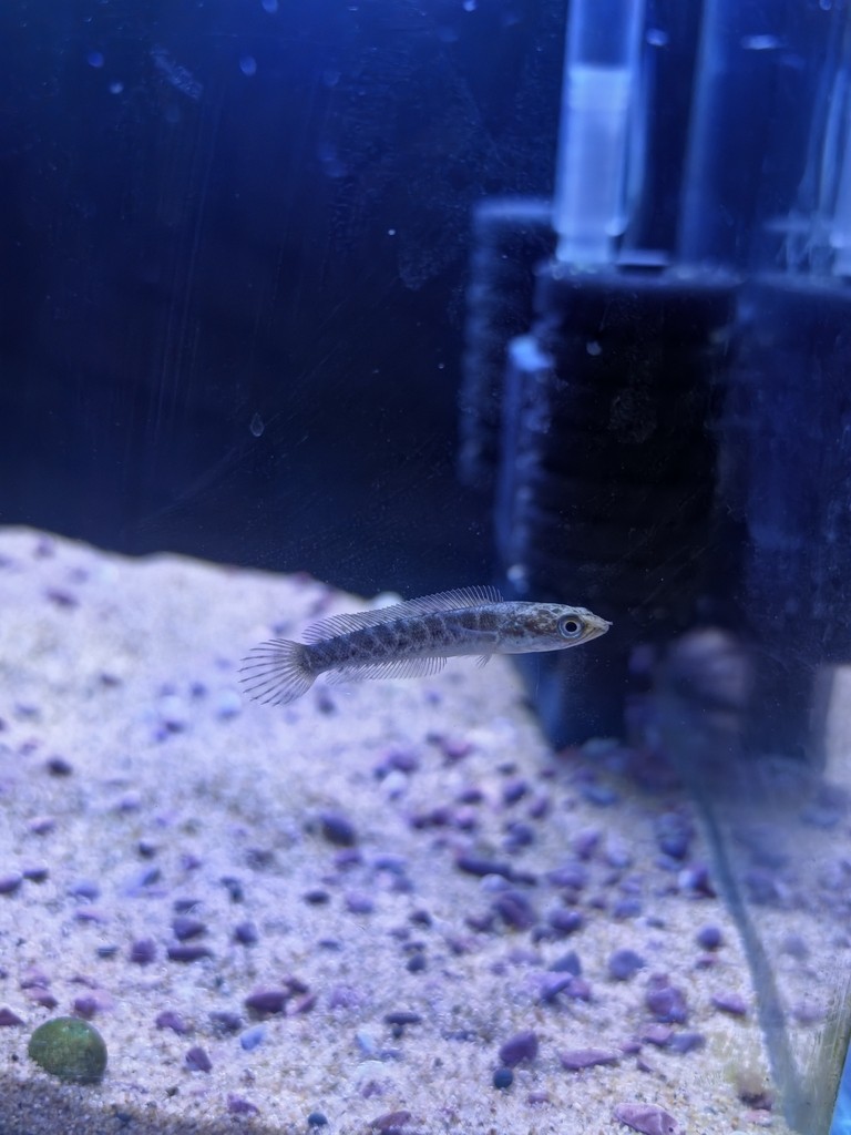 5.26
