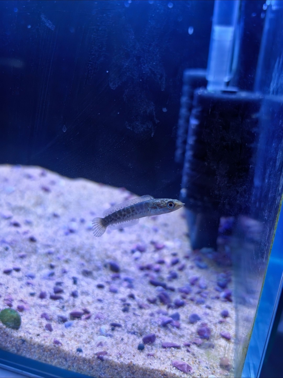 5.26