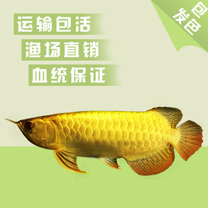 惠農(nóng)區(qū)海貝客水族店（惠農(nóng)區(qū)海貝客水族店地址）