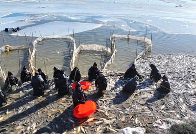 海沙可以放魚缸里養魚嗎（海沙可以放在魚缸里養魚嗎？）