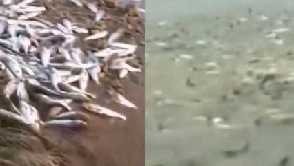 海沙可以放魚缸里養魚嗎（海沙可以放在魚缸里養魚嗎？）