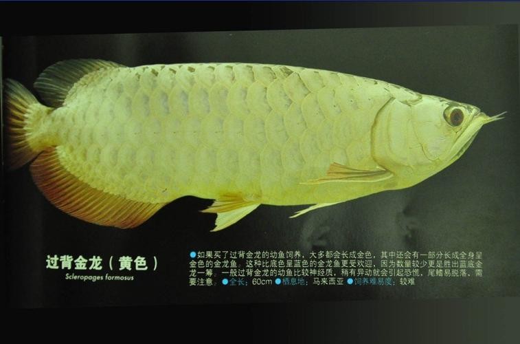 龍魚有哪些品種與種類圖片