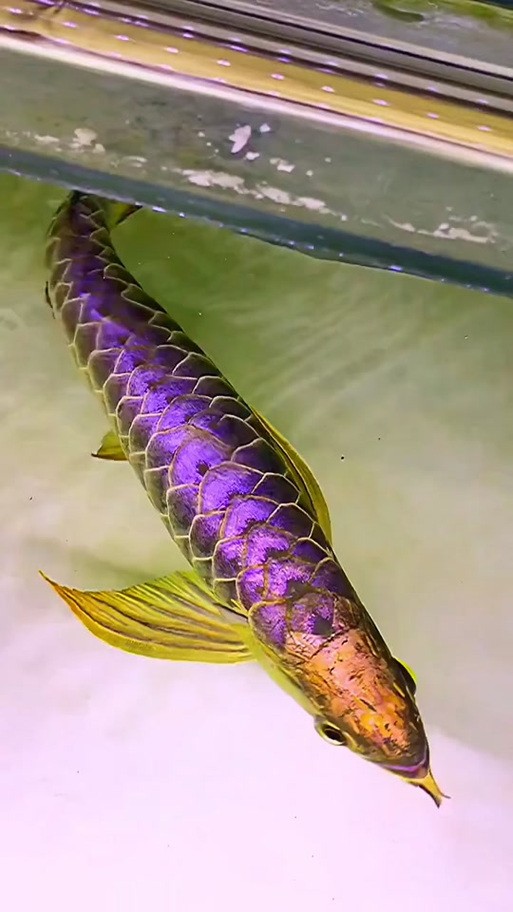 龍魚有哪些品種與種類圖片