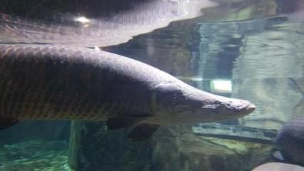 巨龍魚是什么魚類的一種魚：世界上最大的淡水魚——巨龍魚