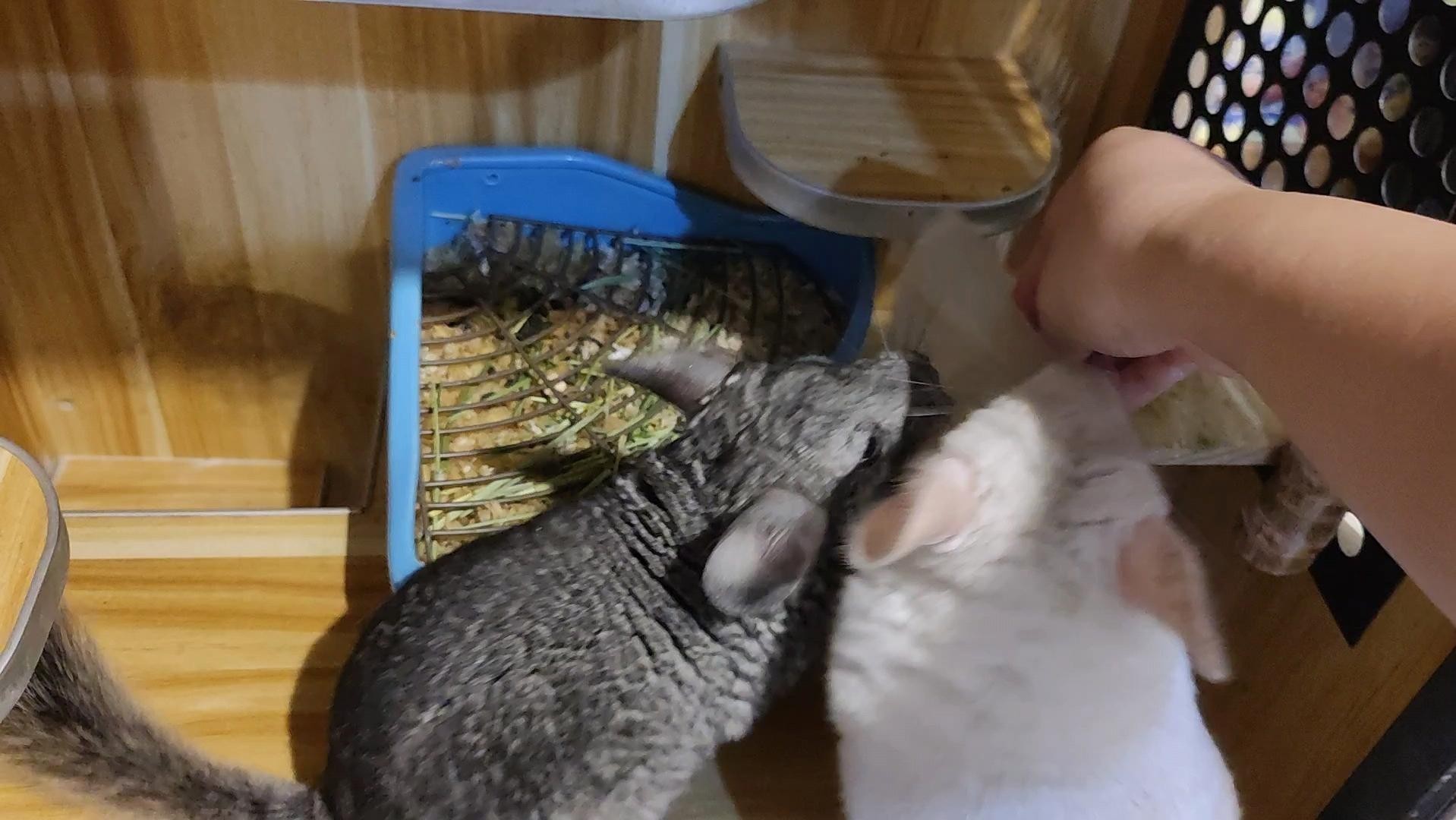 龍貓散養需要哪些特殊設施？ 龍貓散養需要哪些特殊設施？ 龍魚百科 第2張