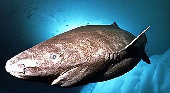 龍魚鰭上長紅色疙瘩圖片：龍魚鰭上長紅色疙瘩，原因、治療與預(yù)防