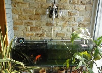 魚缸可以用多少年不漏水（8-10年內(nèi)不漏水魚缸可以用多少年不漏水）