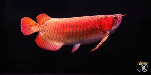 龍魚喂養時間（龍魚的喂養時間和方法）