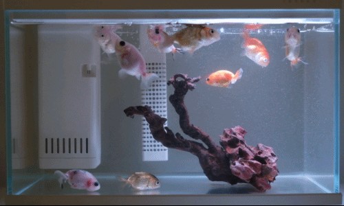 畫家幾何魚缸（智能家居生態鏈的探索）