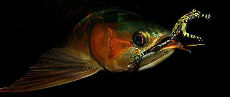 一米魚缸養魚怎么混搭好看：1米長的魚缸可以容納多種魚類