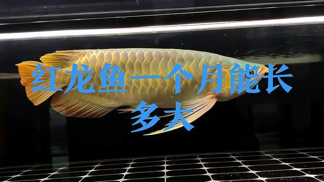 龍魚苗生長速度如何？
