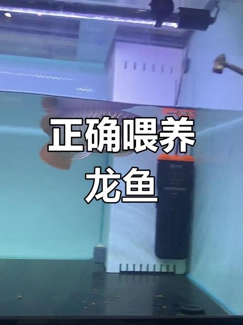 龍魚苗生長(zhǎng)速度如何？