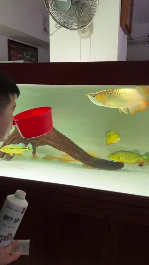 龍魚苗生長(zhǎng)速度如何？