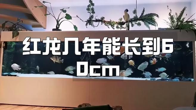 龍魚苗生長(zhǎng)速度如何？