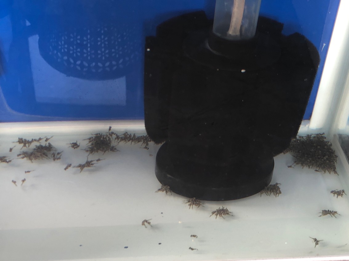 美鯛天網(wǎng)火口繁殖孵化小魚第六天 美鯛天網(wǎng)火口繁殖孵化小魚第六天 龍魚論壇